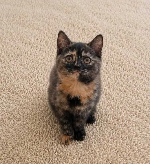 Şans ve Para Kedisi British Shorthair Tortieshell Dişi Yavrumuz