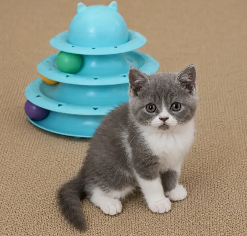 Oyuncu British Shorthair Blue Bicolor Dişi Yavru Kedi