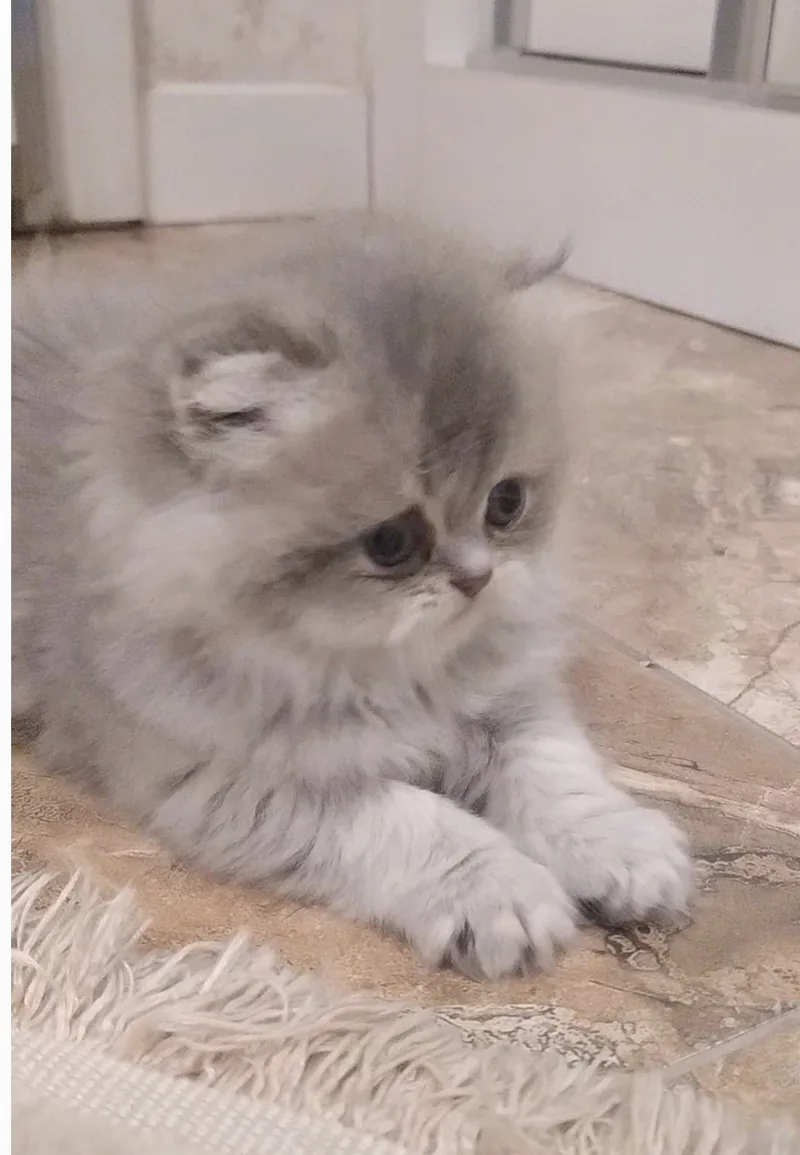 KALİTE ARAYANLARA ÖZEL YAVRULAR