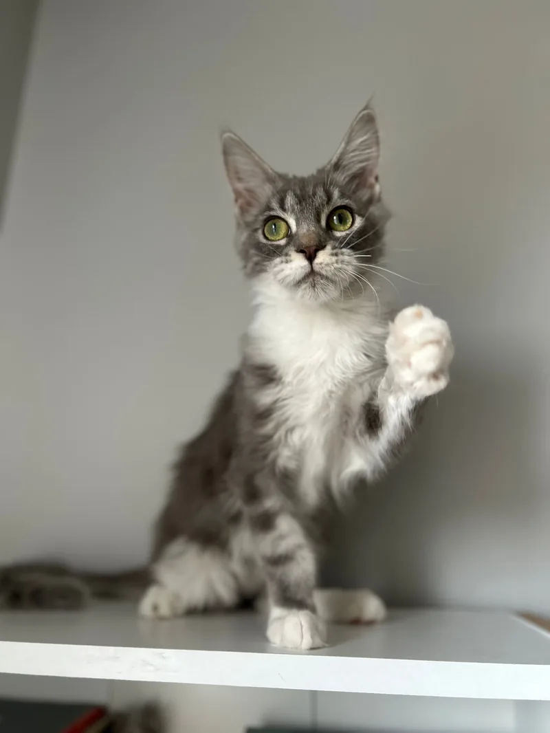 Minik Dev - Maine Coon dişi yavrumuz