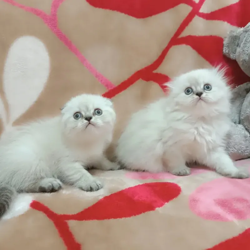 SCOTTİSH FOLD YAVRULAR