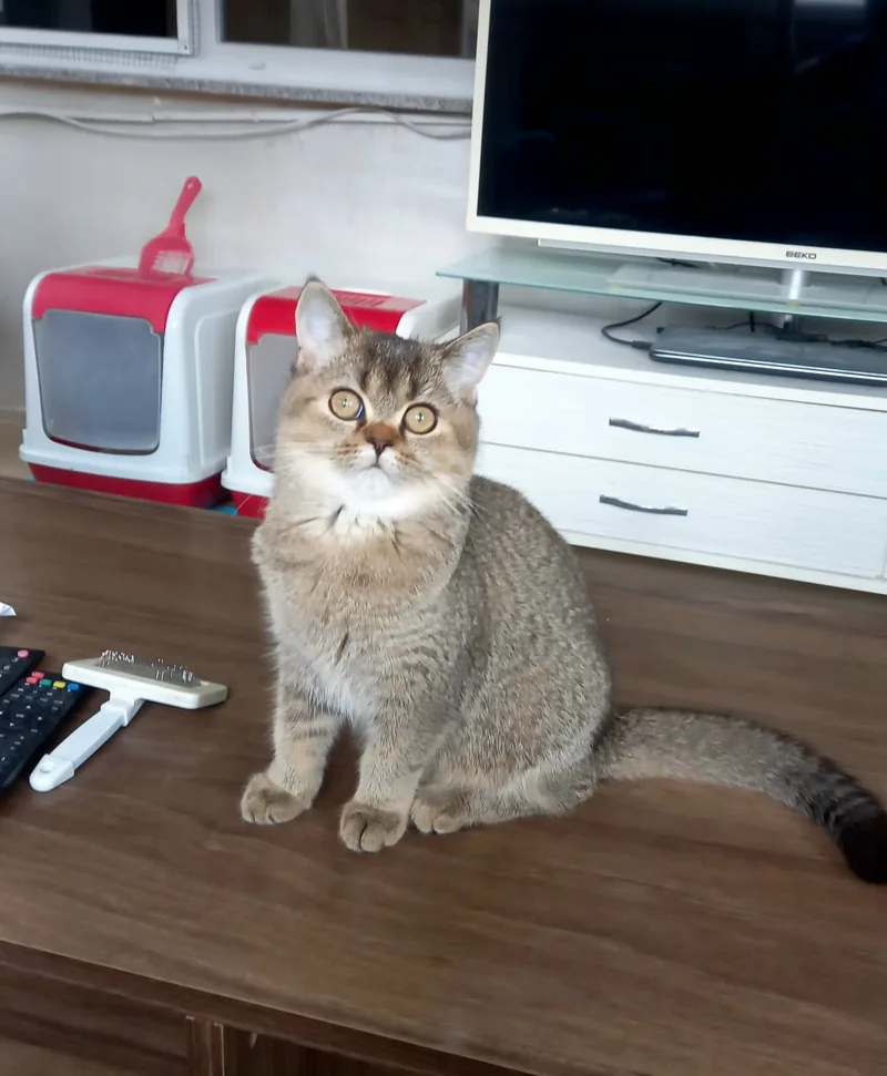 British Shorthair Black Golden Dişi yavrumuz