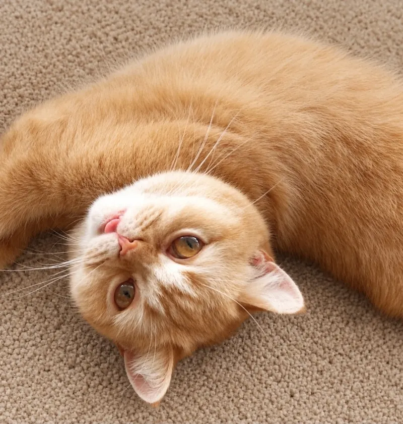 Yetişkin British Shorthair Red kısır dişi kedimiz