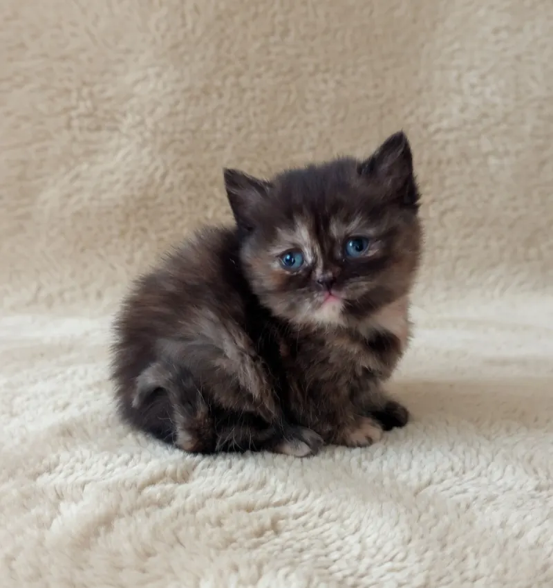 British Shorthair Tortieshell Dişi Yavrumuz