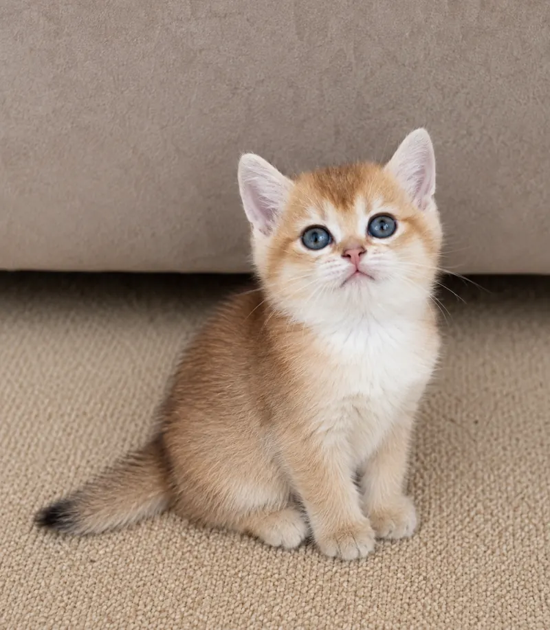 Yakışıklı Tatlı British Shorthair Golden Erkek Yavru Kedi