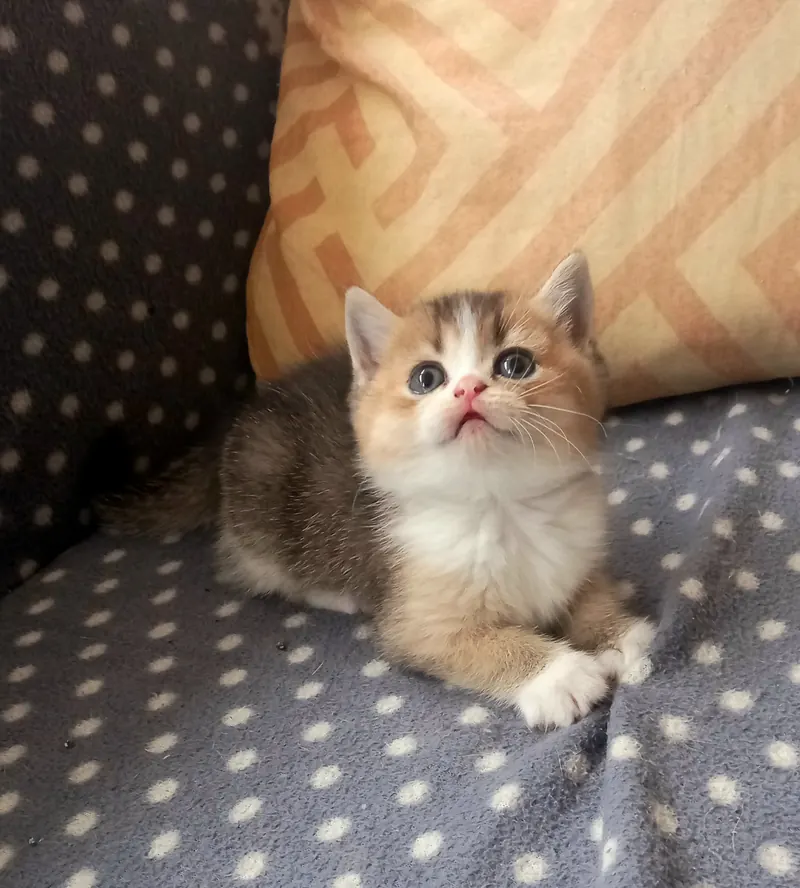 British Shorthair Black Golden Bicolor yavrumuz