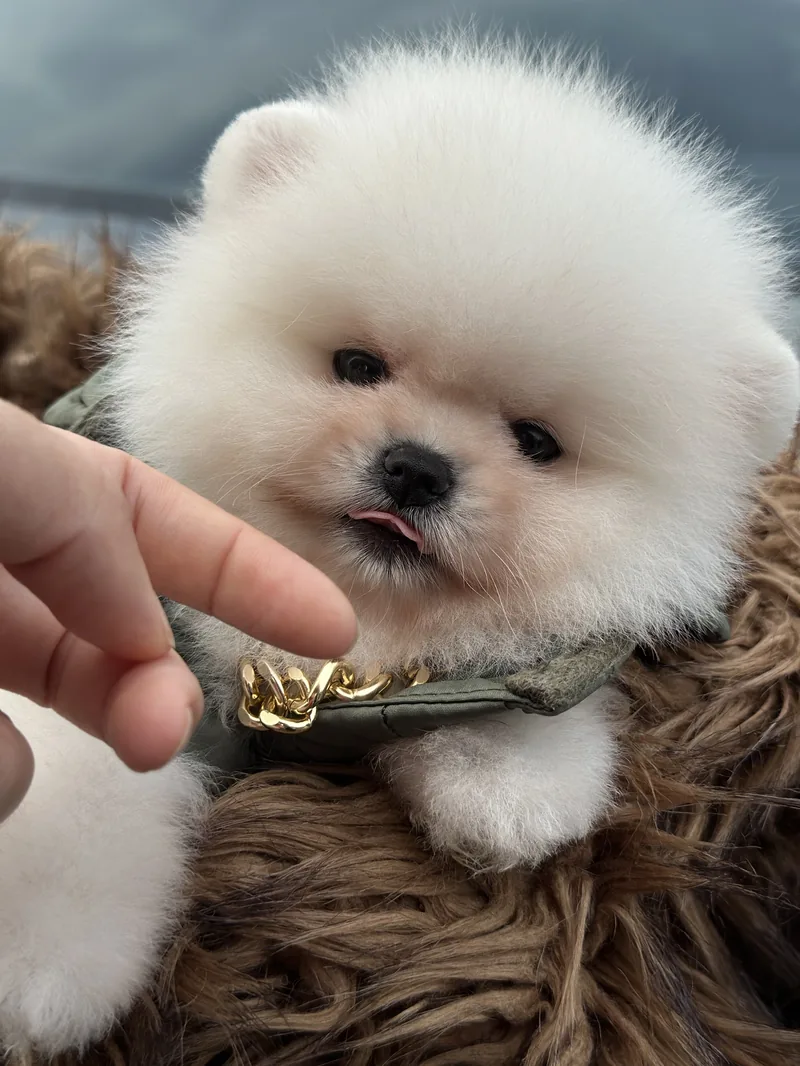Pomeranian boo ayı surat yavrular
