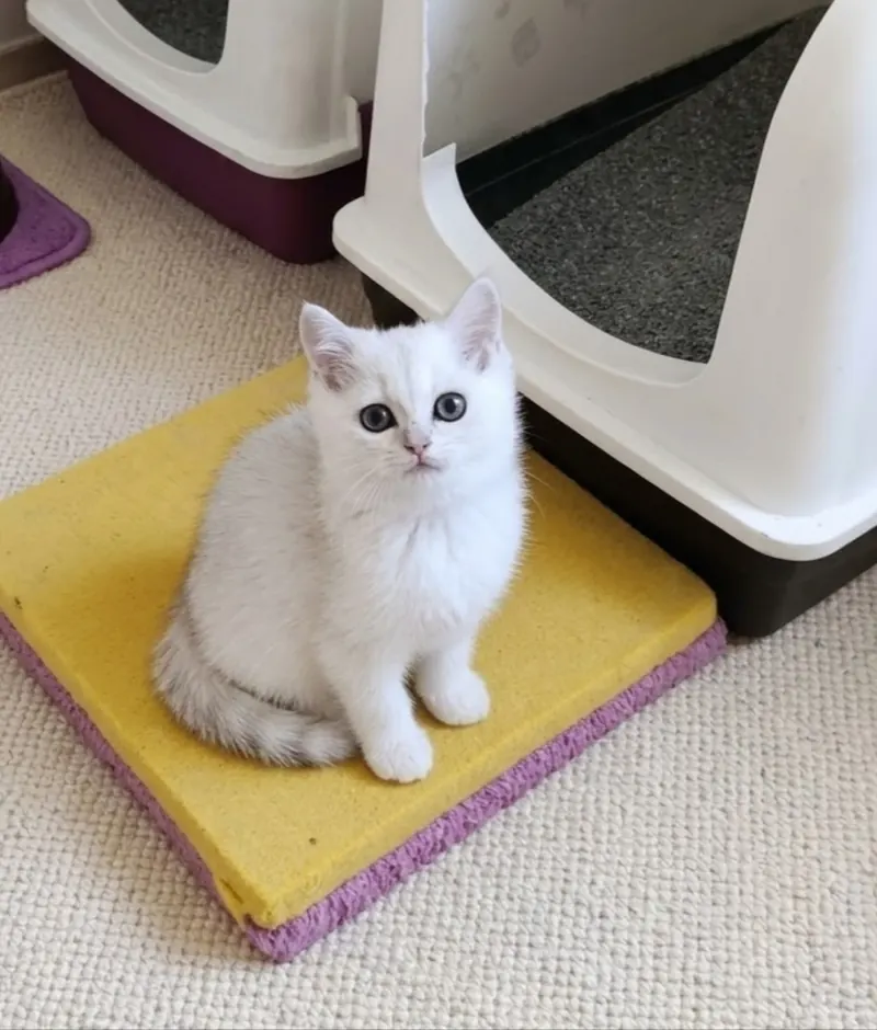 Muhteşem British Shorthair Silver Dişi Yavrumuz