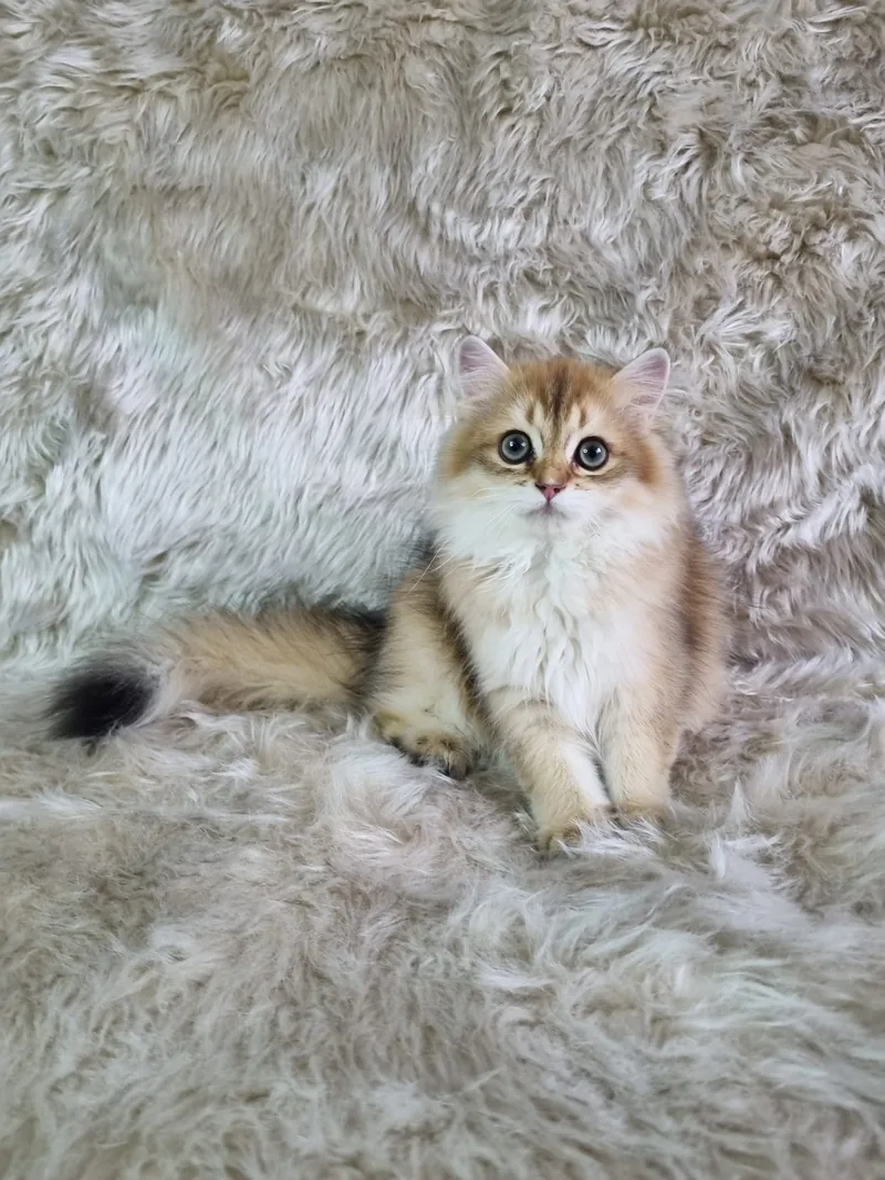 Organik Yavru British Shorthair Longhair Yavrular