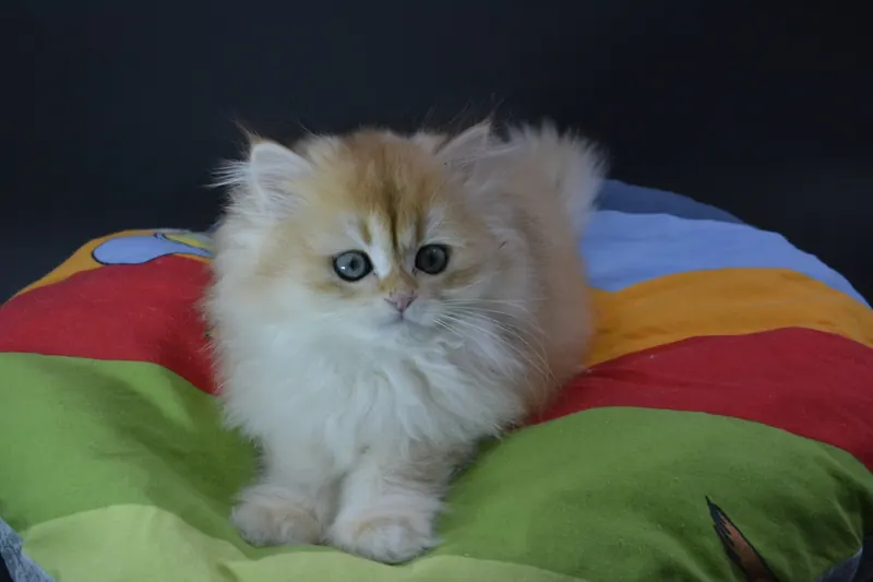 2 aylık British Longhair erkek Ücretsiz sahiplendirme