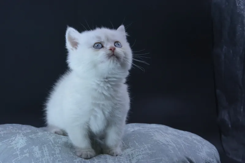 2 aylık British Shorthair Ücretsiz sahiplendirme