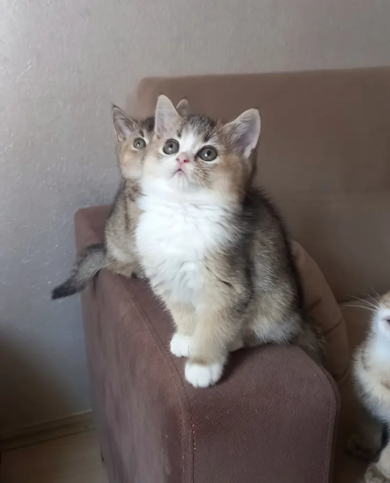 Muhteşem British Shorthair Golden Bicolor dişi yavrumuz