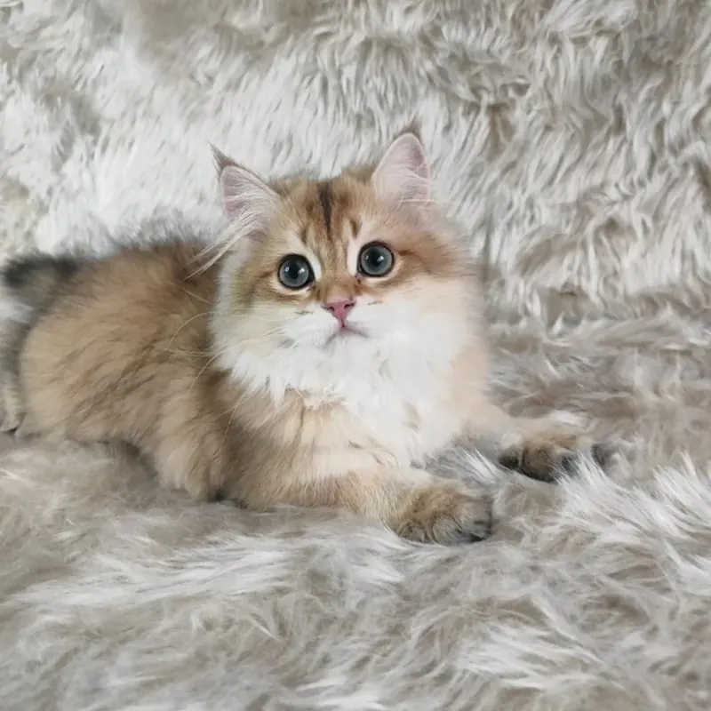 Organik Yavru British Shorthair Longhair Yavrular