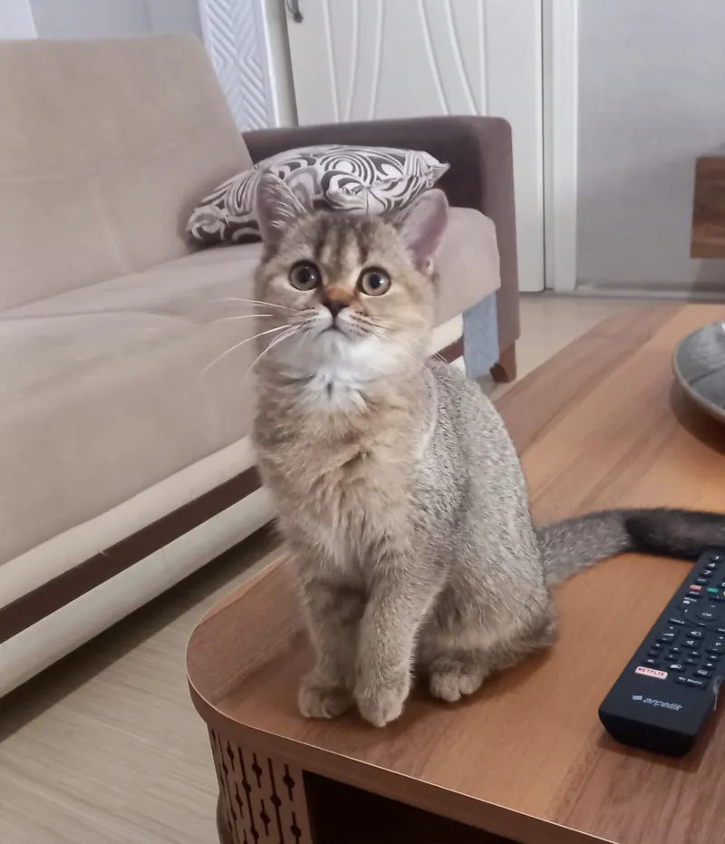 Mükemmel Kalite British Shorthair Golden yavrumuz